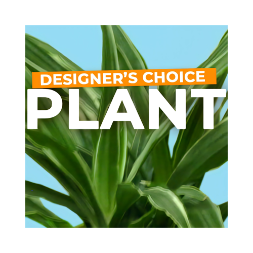 a plant with green leaves